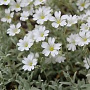 Cerastium tomentosum GM P9