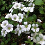 Gypsophila cerastioides GM P9