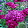 Achillea m. 'Saucy Seduction' GM P9 BIO