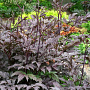Actaea simp. 'Hillside BlackBeauty' GM P9 BIO