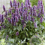 Agastache Beelicious Purple GM P9 BIO