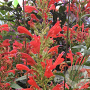 Agastache 'Kudos Red' GM P9 BIO
