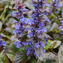 Ajuga reptans 'Braunherz' GM P9 BIO