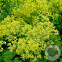 Alchemilla epipsila GM P9 BIO