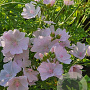 Althaea cannabina GM P9 BIO