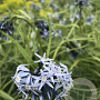 Amsonia 'Ernst Pagels' GM P9 BIO