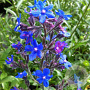 Anchusa azurea 'Loddon Royalist' GM P9 BIO