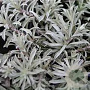 Antennaria dioica borealis GM P9 BIO