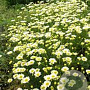 Anthemis tinctoria 'Lemon Ice' GM P9 BIO