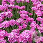 Armeria mar. 'Dusseldorfer Stolz' GM P9 BIO