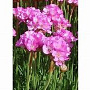 Armeria mar. 'Rosea Compacta' GM P9 BIO