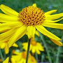 Arnica montana GM P13 Biologisch