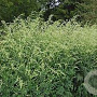 Artemisia lactiflora 'Elfenbein' GM P9 BIO