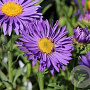 Aster alpinus 'Dunkle Schöne' GM P9 BIO