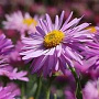 Aster alpinus 'Happy End' GM P9 BIO