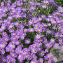 Aster amellus 'Breslau' GM P9 BIO