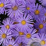 Aster amellus 'King George' GM P9 BIO