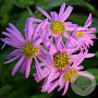 Aster amellus 'Sonia' GM P9 BIO