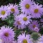 Aster novi-belgii 'Fellowship' GM P9 BIO