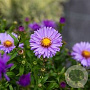 Aster 'Barbados' GM P9 BIO