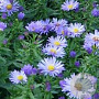 Aster (D) 'Blauer Gletscher' GM P9 BIO