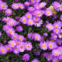 Aster (D) 'Heinz Richard' GM P9 BIO
