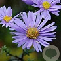 Aster laevis 'Calliope' GM P9 BIO