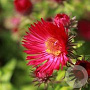 Aster n.-a. 'Septemberrubin' GM P9 BIO
