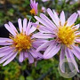 Aster (D) 'Rozika' GM P9 BIO