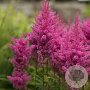 Astilbe (A) 'Anita Pfeifer' GM P9 BIO