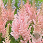 Astilbe 'Vision Inferno' GM P9 BIO