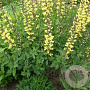 Baptisia 'Lemon Meringue' GM P9 BIO