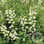 Baptisia 'Vanilla Cream' GM P9 BIO