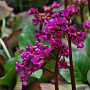 Bergenia cordifolia 'Eroica' GM P9 BIO