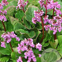 Bergenia 'Rotblum' GM P9 BIO