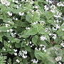 Brunnera macr. 'Betty Bowring' GM P9 BIO