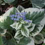 Brunnera macr. 'Dawson's White' GM P9 BIO