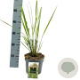 Calamagrostis acut. 'Karl Foerster' GM P9 BIO
