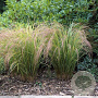 Calamagrostis arundinacea GM P9 BIO