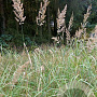 Calamagrostis epigejos GM P9 BIO
