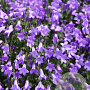 Campanula 'Birch Hybrid' GM P9 BIO