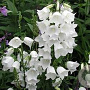 Campanula pers. 'Alba' GM P9 BIO