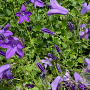 Campanula p. 'Resholt Variety' GM P9 BIO