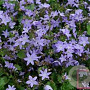 Campanula posch. 'Blauranke' GM P9 BIO