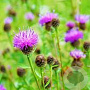 Centaurea nigra GM P9 BIO