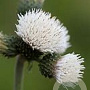 Cirsium rivulare Frosted Magic GM P9 BIO