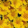 Coreopsis gr. 'Presto' GM P9 BIO