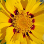 Coreopsis gr. 'Sunfire' GM P9 BIO