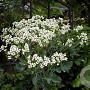 Crambe maritima GM P9 BIO