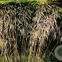 Deschampsia cesp. 'Tauträger' GM P9 BIO